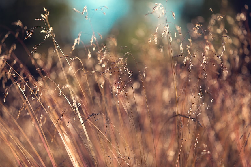 Golden dry grass swaying in autumn field with bokeh background
