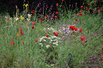 Vibrant wildflower meadow with red poppies and white daisies