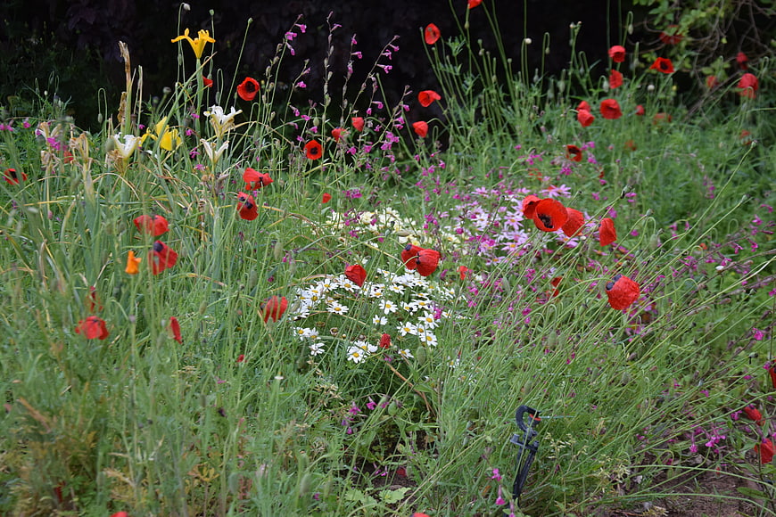 Vibrant wildflower meadow with red poppies and white daisies