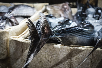 Fresh Tuna Tail on Ice at Seafood Market