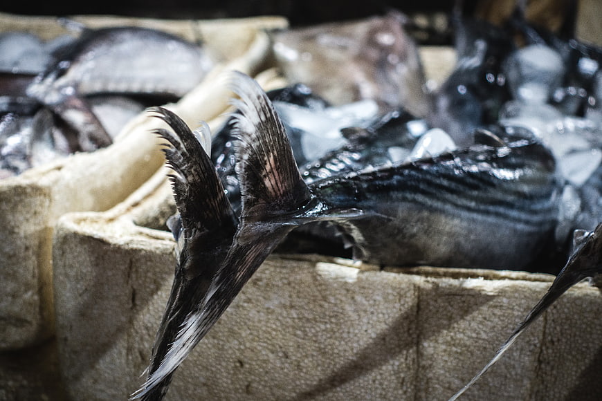 Fresh Tuna Tail on Ice at Seafood Market