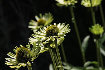 White Echinacea Coneflowers Against Dark Background