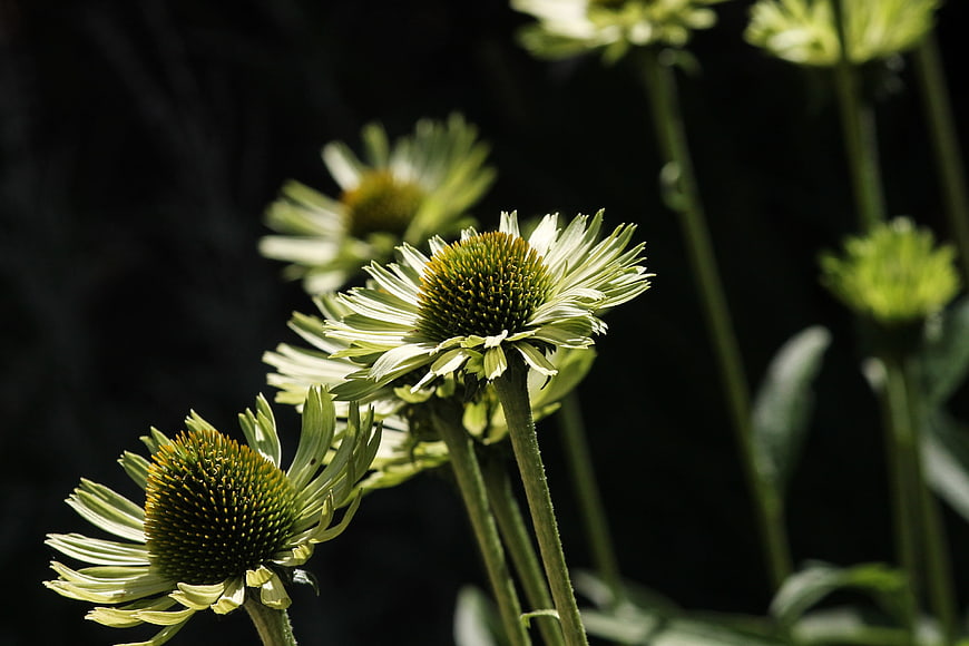 White Echinacea Coneflowers Against Dark Background