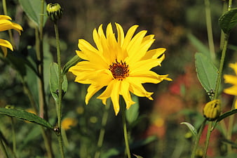 Close-up of a vibrant yellow flower in a garden