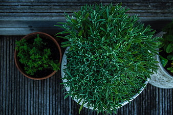 Top View of Potted Rosemary and Herbs on Wooden Deck