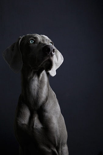 Portrait of a Weimaraner Dog with Blue Eyes on Dark Background