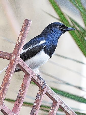 Oriental Magpie Robin perched on rusty metal fence