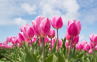 Pink Tulips Blooming in a Field Under Blue Sky