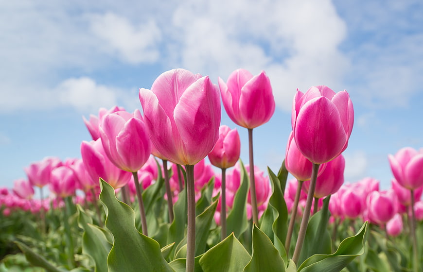 Pink Tulips Blooming in a Field Under Blue Sky