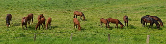Herd of brown horses grazing in a green pasture