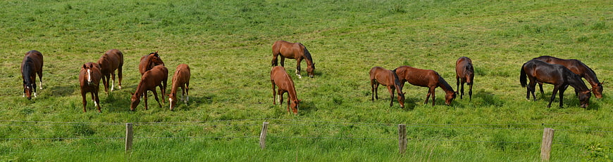 Herd of brown horses grazing in a green pasture