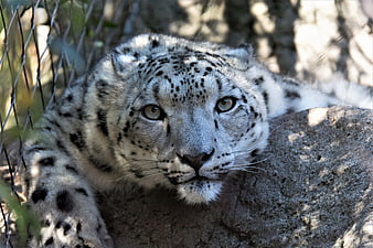 Close-up portrait of a snow leopard resting on a rock