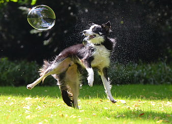 Border Collie Jumping To Catch Soap Bubble In Sunny Garden