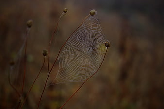 Delicate spider web on dried plant stems in autumn