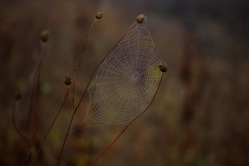 Delicate spider web on dried plant stems in autumn