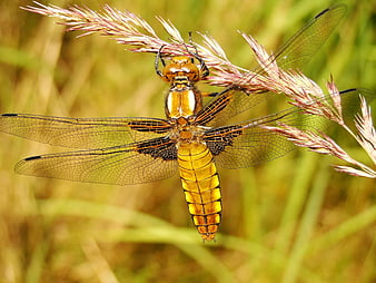 Close-up of a yellow dragonfly on a grass stem