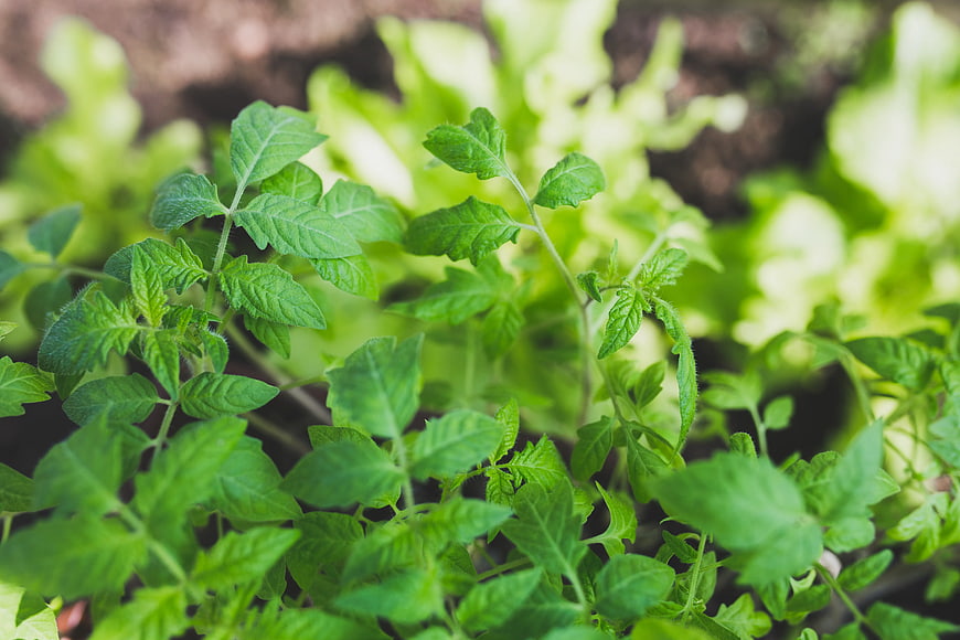 Close-up of Fresh Green Tomato Plants in Garden