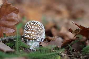 Close-up of a brown mushroom with white spots in autumn leaves