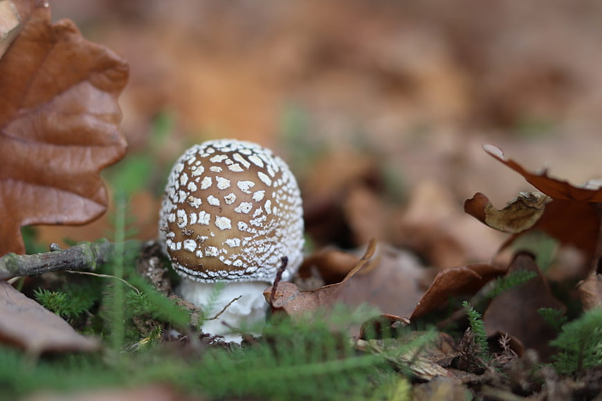 Close-up of a brown mushroom with white spots in autumn leaves