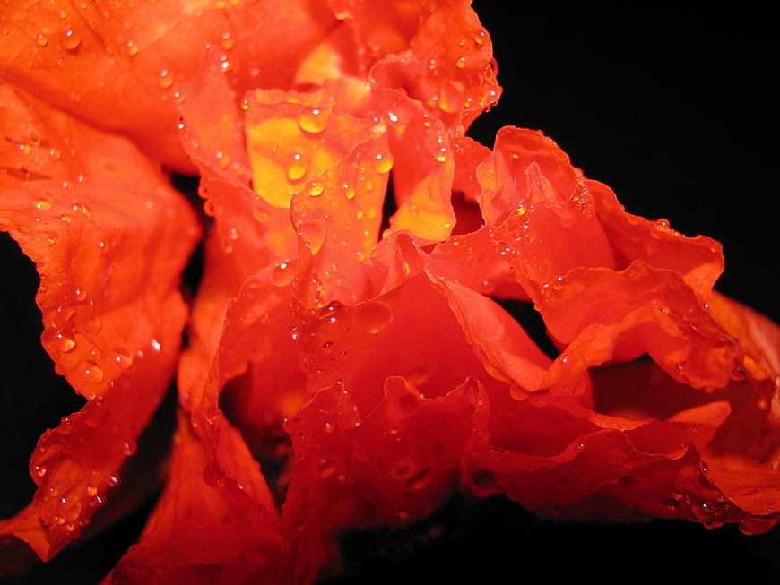 Macro Close-Up of Vibrant Orange Poppy with Water Droplets