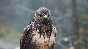Close-up portrait of a wet hawk in a forest