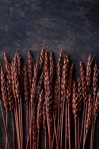 Dried Wheat Stalks on Dark Textured Background