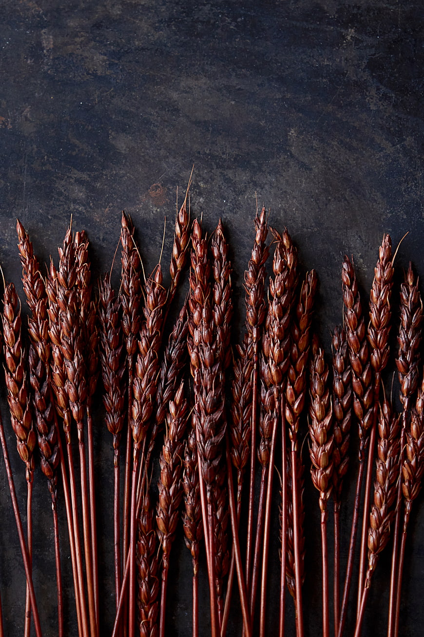 Dried Wheat Stalks on Dark Textured Background