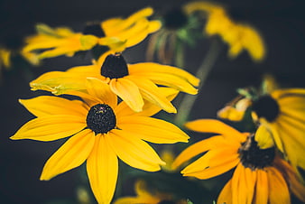 Close-up of vibrant yellow black-eyed susan flowers