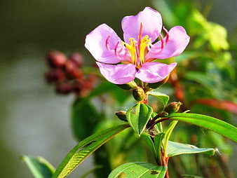 Close-up of a vibrant pink wildflower with yellow stamens