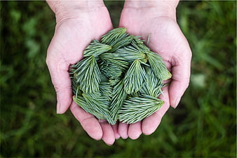 Cupped hands holding fresh green pine needles outdoors