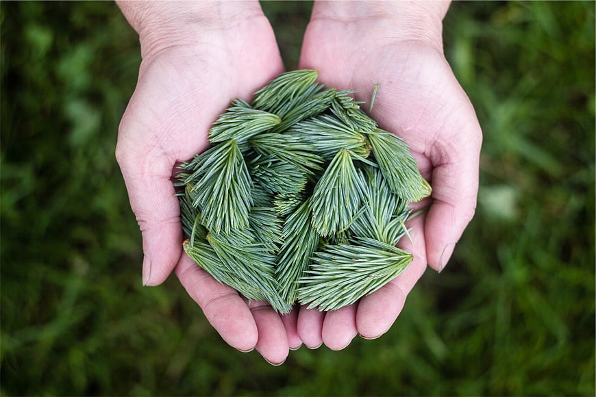 Cupped hands holding fresh green pine needles outdoors