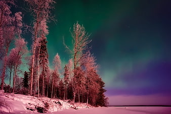 Aurora Borealis Over Snowy Winter Forest and Frozen Lake