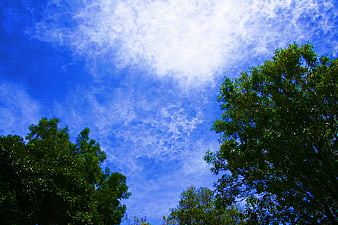 Low angle view of green trees against blue sky with clouds