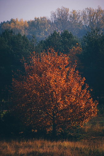 Vibrant Orange Autumn Tree in Forest Landscape