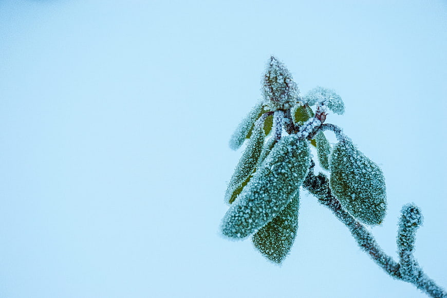 Frosty Plant Branch Against Blue Sky Background