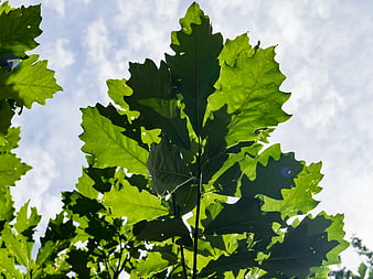 Sunlit Oak Leaves Against Blue Sky
