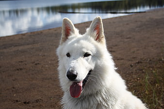White Shepherd Dog Portrait by Lake Shore