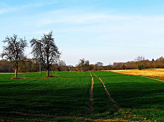 Green meadow with tractor tracks and bare trees in autumn landscape