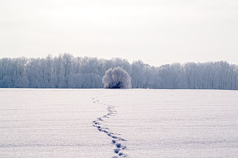 Winter Landscape With Snow Footprints Leading To A Frosted Tree
