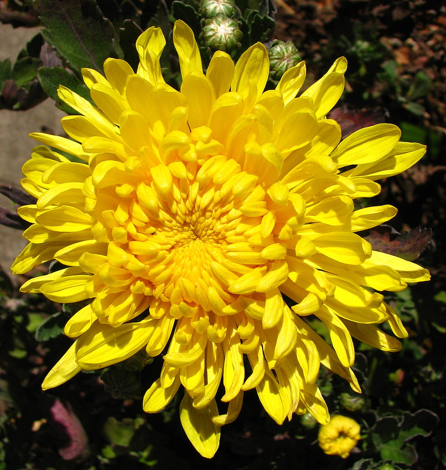 Vibrant yellow chrysanthemum flower close-up in sunlight
