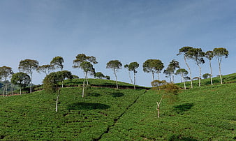 Lush Green Tea Plantation Hills with Scattered Trees