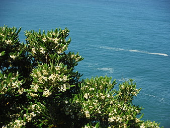 Blooming oleander bush overlooking the blue sea