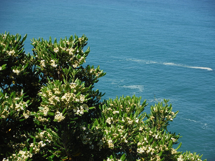 Blooming oleander bush overlooking the blue sea