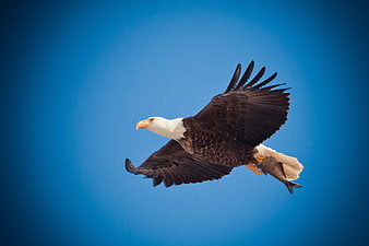 Bald Eagle Soaring With Prey Against Clear Blue Sky