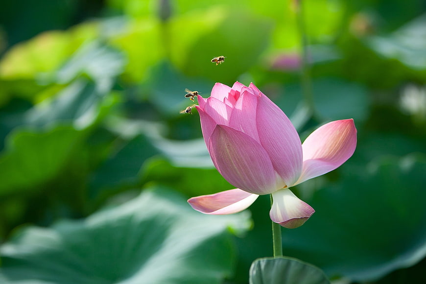 Pink Lotus Flower with Bees in Summer Pond