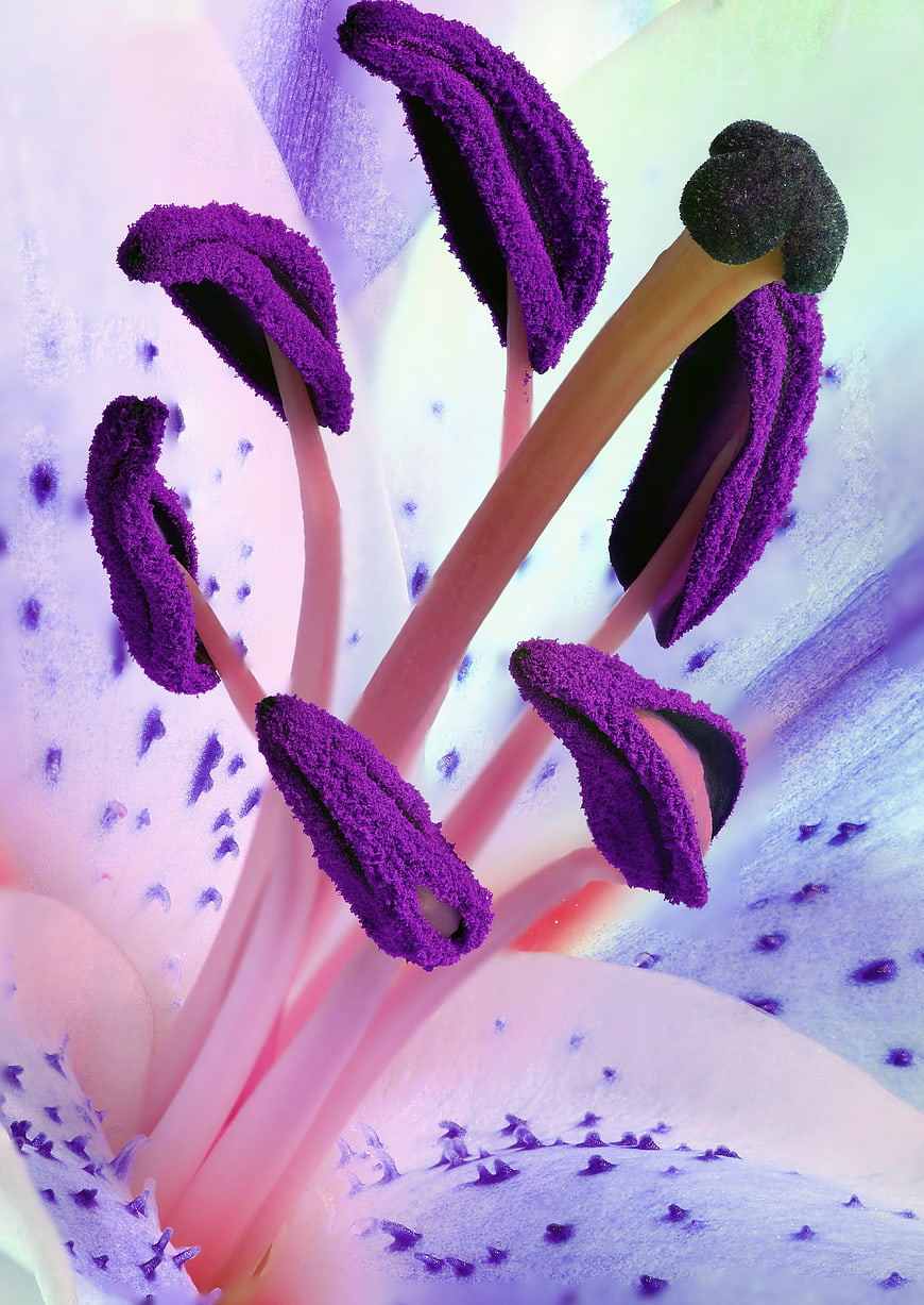 Macro Close-Up of Purple Lily Stamens and Pistils