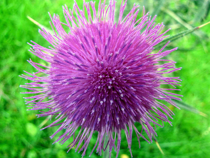 Close-up of a purple thistle flower on green grass
