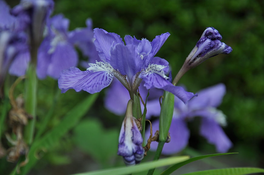 Close-up of purple iris flower with green blurred background