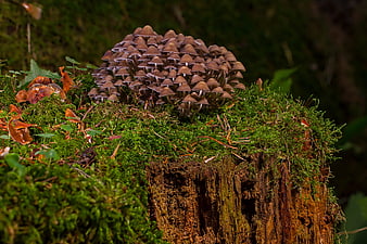 Cluster of small brown mushrooms growing on a mossy tree stump in a forest