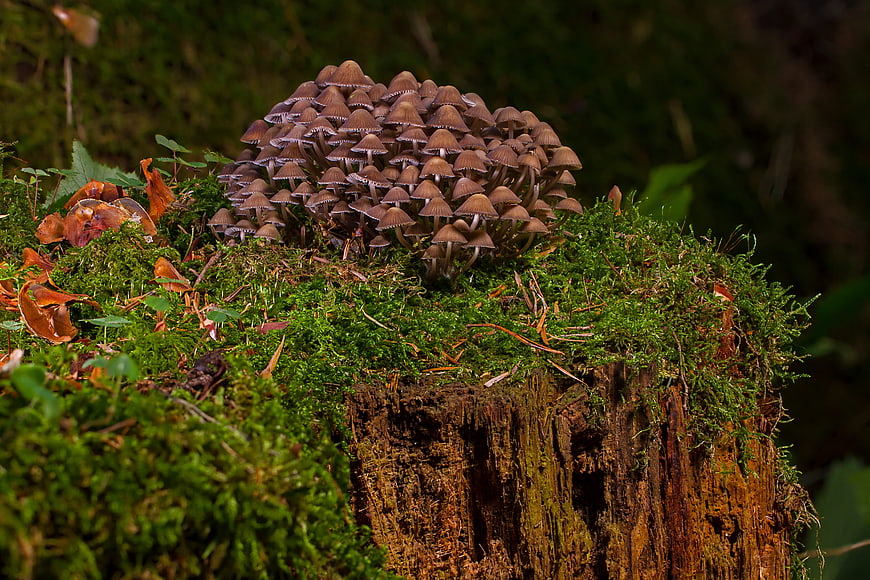 Cluster of small brown mushrooms growing on a mossy tree stump in a forest